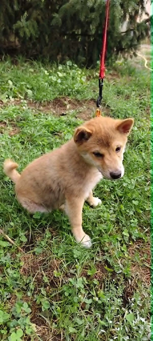 Gyönyörű törzskönyvezett Shiba Inu kiskutyák - kép 10