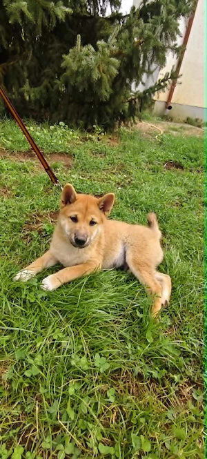 Gyönyörű törzskönyvezett Shiba Inu kiskutyák - kép 2