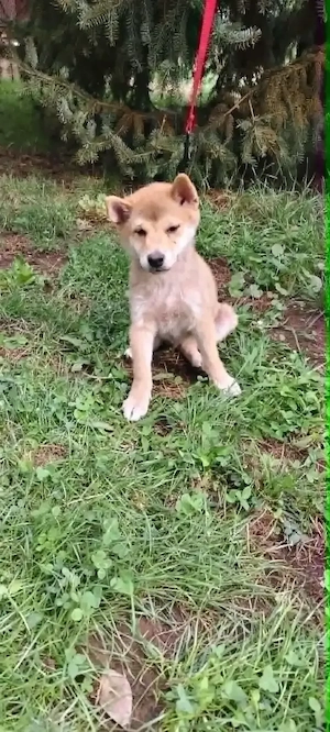 Gyönyörű törzskönyvezett Shiba Inu kiskutyák - kép 9