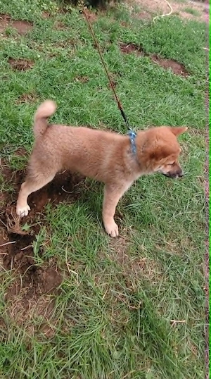 Gyönyörű törzskönyvezett Shiba Inu kiskutyák - kép 7