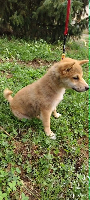 Gyönyörű törzskönyvezett Shiba Inu kiskutyák - kép 8