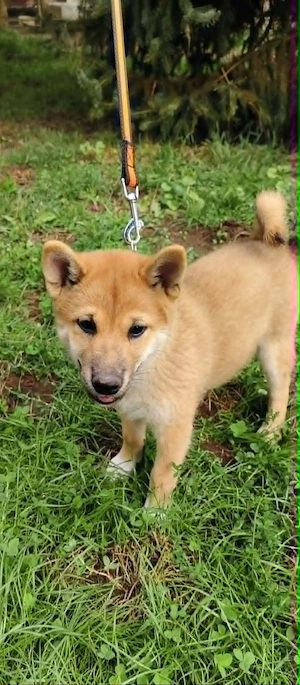 Gyönyörű törzskönyvezett Shiba Inu kiskutyák - kép 6