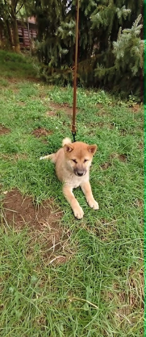 Gyönyörű törzskönyvezett Shiba Inu kiskutyák - kép 5
