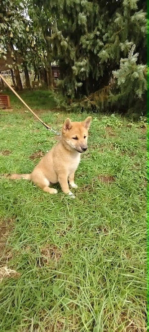 Gyönyörű törzskönyvezett Shiba Inu kiskutyák - kép 4