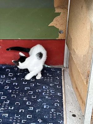 Tündéri májusi kislány cica keresi az Igazit! - kép 3