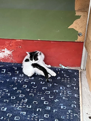 Tündéri májusi kislány cica keresi az Igazit!