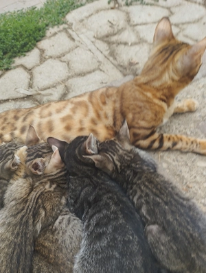 Beng li kever k cicusok - kép 3