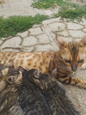 Beng li kever k cicusok - kép 2