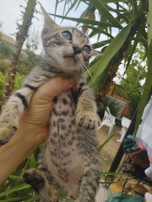 Beng li kever k cicusok - kép 4