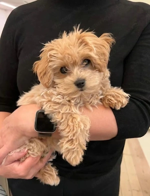 Maltipoo babák eladó  - kép 2
