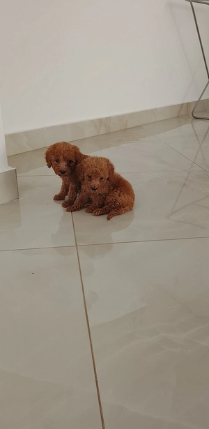 Maltipoo babák eladó  - kép 3
