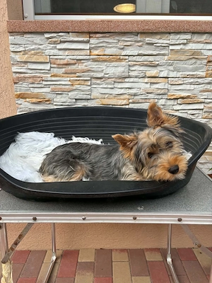 yorkshire terrier kutyus - kép 3