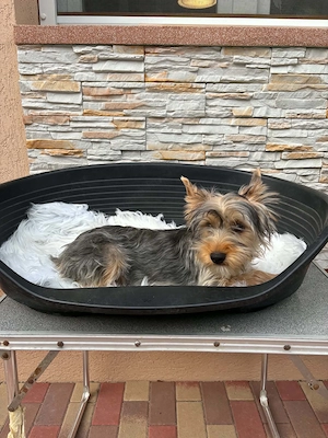 yorkshire terrier kutyus - kép 2