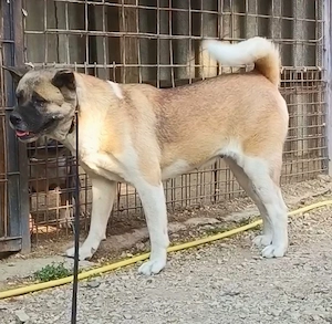 Amerikai Akita kan  s szuka  - kép 2