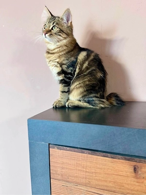 Eladó Kuriliai Bobtail macska   BunnyButt Holly - kép 5