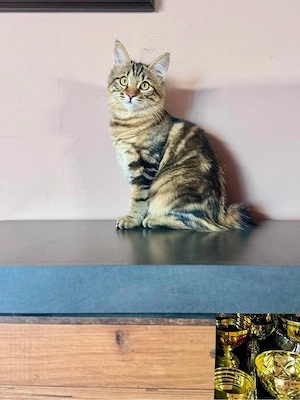 Eladó Kuriliai Bobtail macska   BunnyButt Holly - kép 2