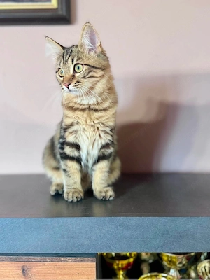 Eladó Kuriliai Bobtail macska   BunnyButt Holly - kép 3
