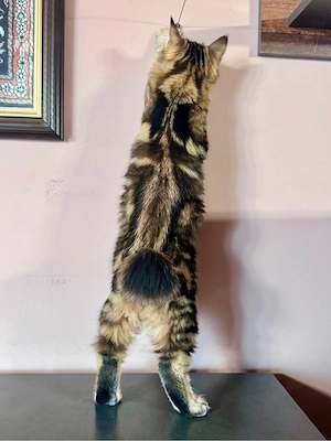 Eladó Kuriliai Bobtail macska   BunnyButt Holly - kép 4