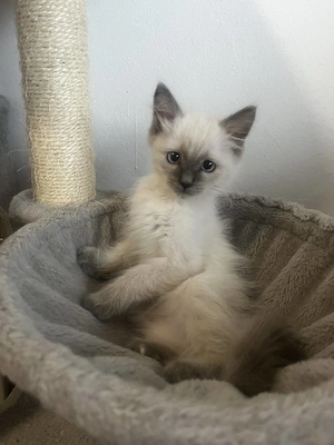 Ragdoll cica Blue Point - kép 3