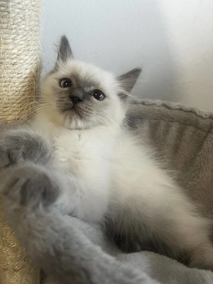 Ragdoll cica Blue Point - kép 2