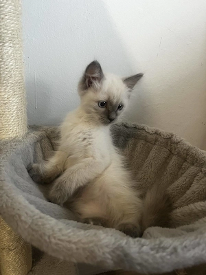 Ragdoll cica Blue Point