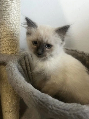 Ragdoll cica Blue Point - kép 4