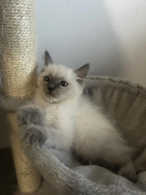 Ragdoll cica Blue Point - kép 5