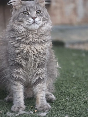 Maine coon növendék kandúr