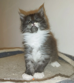 Maine Coon kölykök 