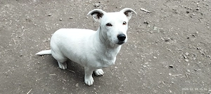 Jack Russel Terrier  - kép 2