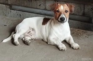 Jack Russel Terrier  - kép 3
