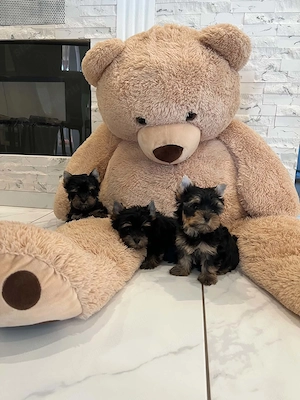 yorkshire terrier kutyusok