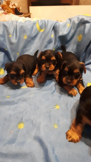 Yorkshír terrier 9 hetes mini babák eladóak.