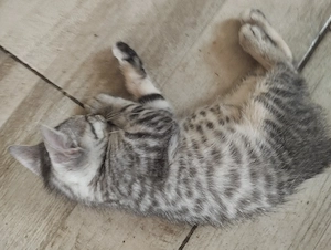 Brit whiskas cica - kép 2