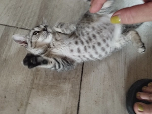 Brit whiskas cica - kép 4