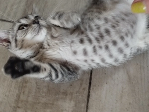 Brit whiskas cica