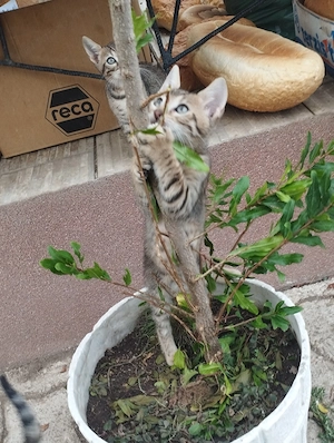 Beng li kever k cicusok - kép 4