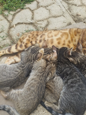 Beng li kever k cicusok - kép 5