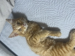 Maine Coon kisfiú cica - kép 3