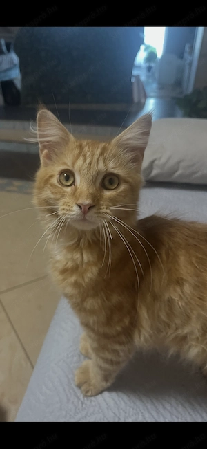 Maine Coon kisfiú cica - kép 2