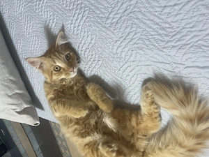 Maine Coon kisfiú cica - kép 4