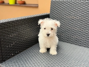 Westie kiskutyák