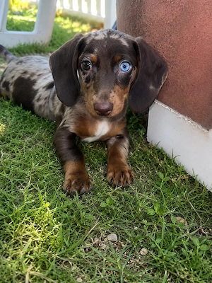 Csoki Harlekin kisfiú  - kép 2