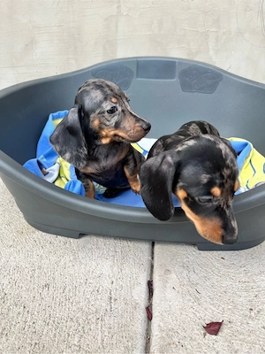 Törpe tacskó lányok szerető otthont keresnek! - kép 3