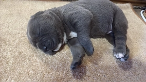 cane corso babak foglalhatok