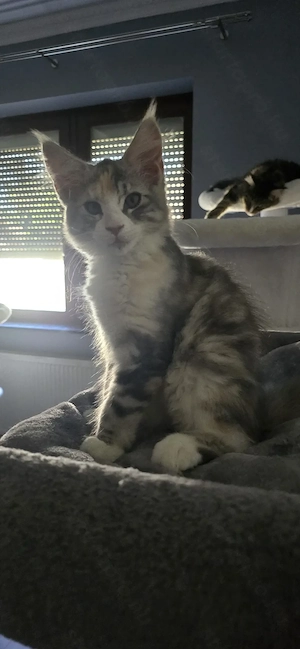 Maine Coon Cica szerető otthont keres!