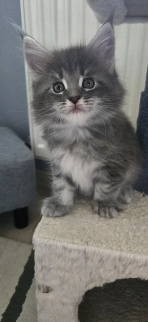Maine Coon  Cicák foglalhatók!