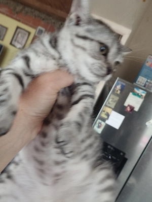 Brit whiskas cica