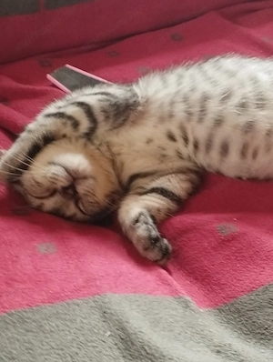 Brit whiskas cica - kép 2