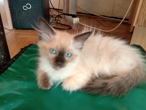 Eladó seal ragdoll kislány cica 